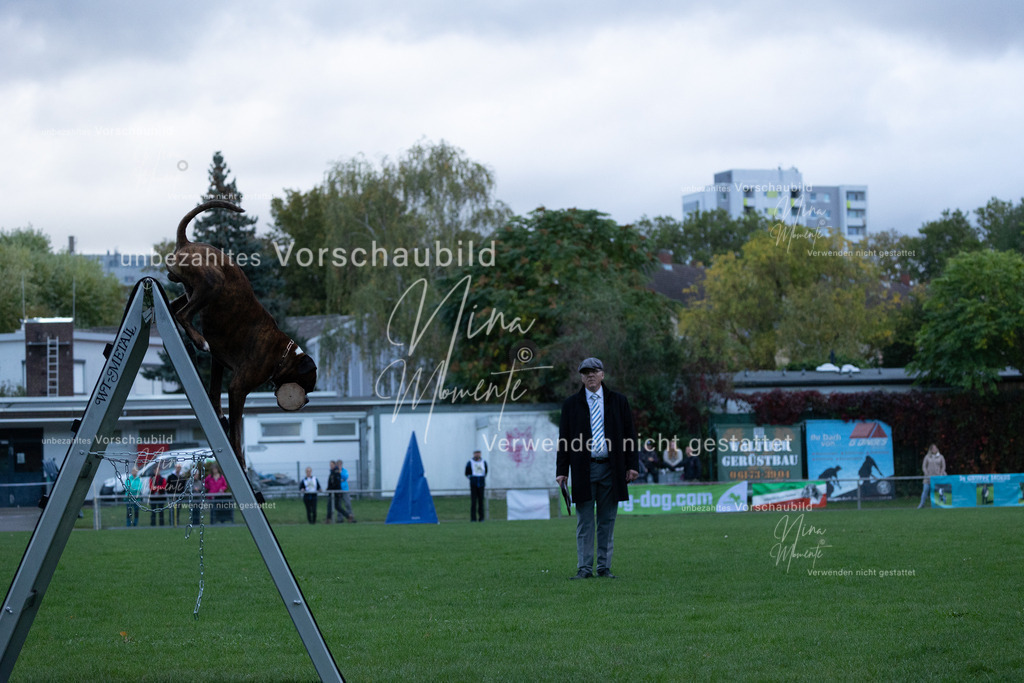_16A4481 | Einzigartige Fotos von Hunden & Menschen –Actionfotos, Portraits, Vereinsaufnahmen & Paarshootings – authentisch, lebendig & mit Herz.