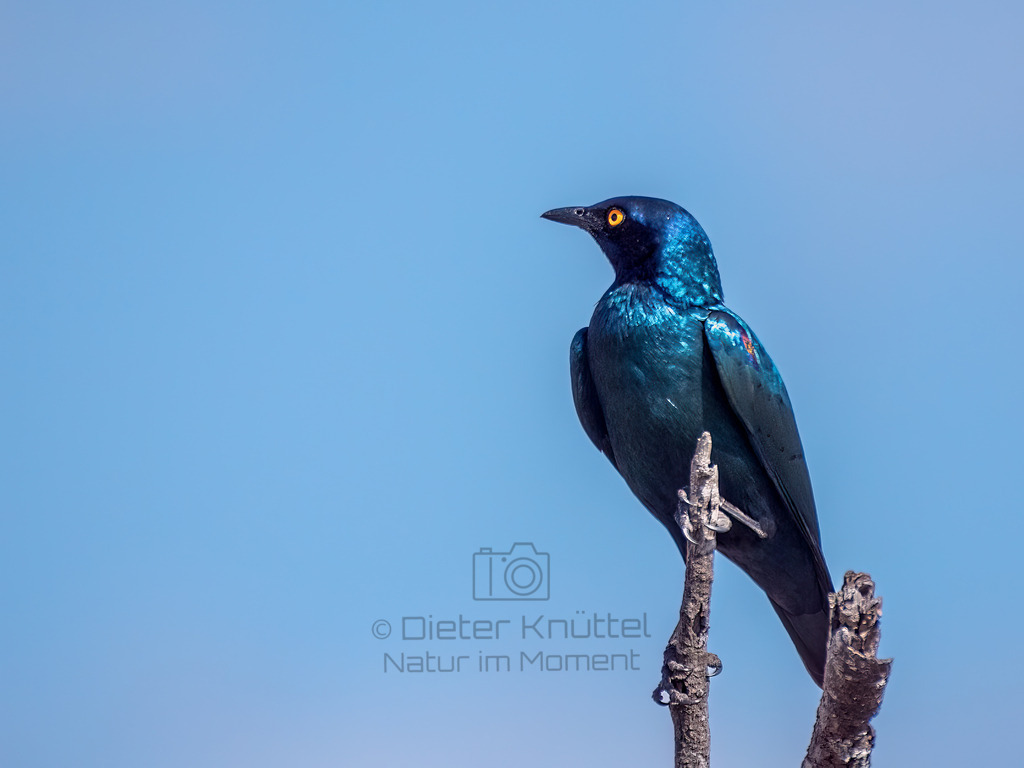 PANA1238-Bearbeitet-2017-LR | Natur im Moment - Realisiert mit Pictrs.com