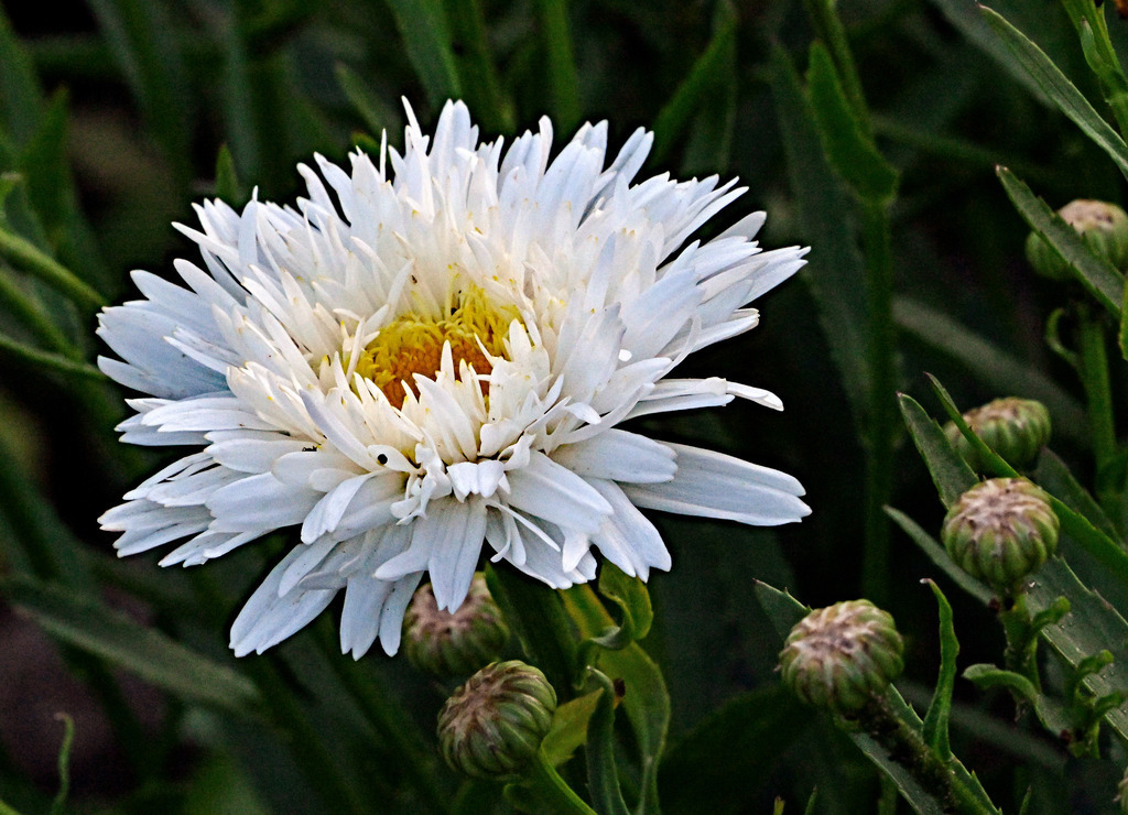 Margerite01 | lucisnaturbilder - Realisiert mit Pictrs.com