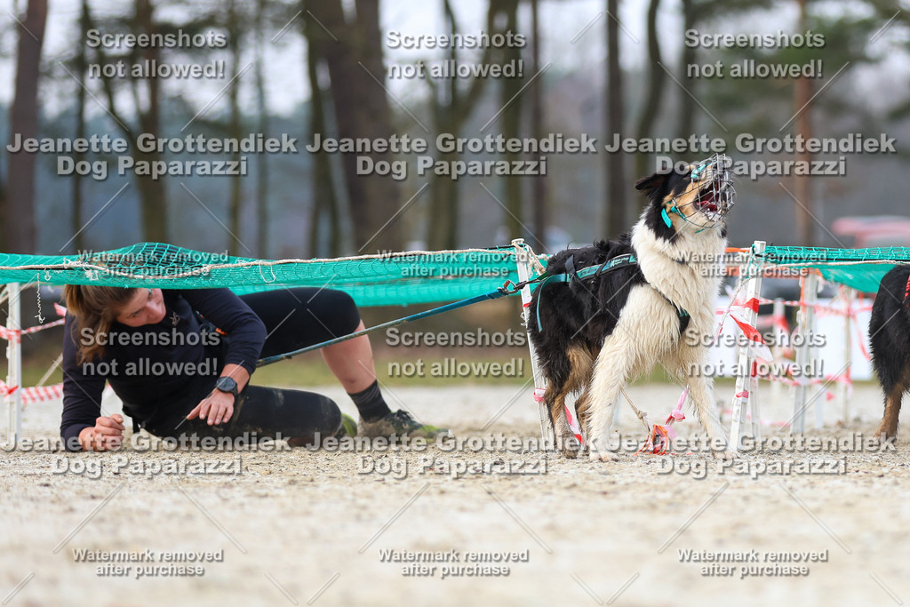 Dog Paparazzi - Strongdog North Mrz26-3715 | Dog Paparazzi Jeanette Grottendiek Fotografie & Videografie - Realisiert mit Pictrs.com