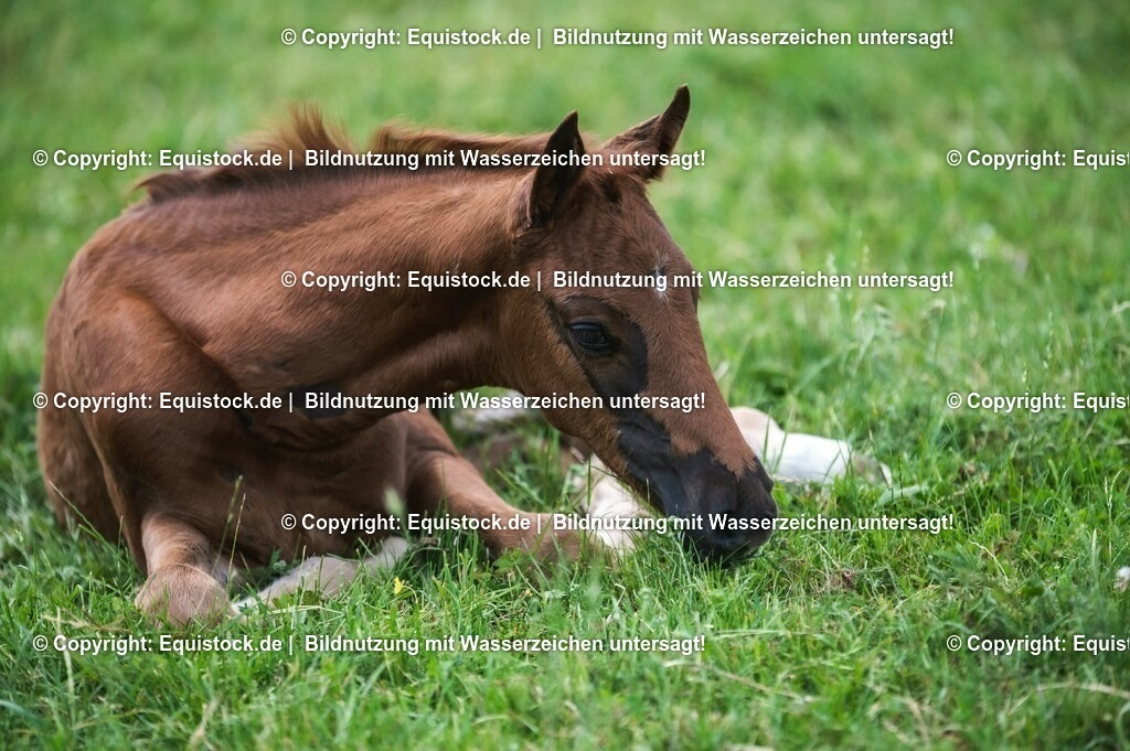 20210617_Fohlen_0308 | Foto: Thomas Hartig