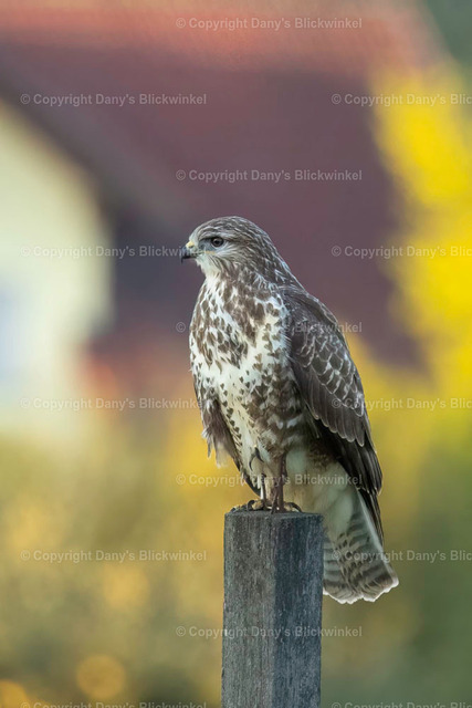 2022190 | Tierfotografie, Tierkalender, Tierbilder, Insekten, Spinnen, Vögel, Schmetterling, Libellen, Leinwand, Colorkey, Qualität, Geschenkartikel, Geschenk - Realisiert mit Pictrs.com