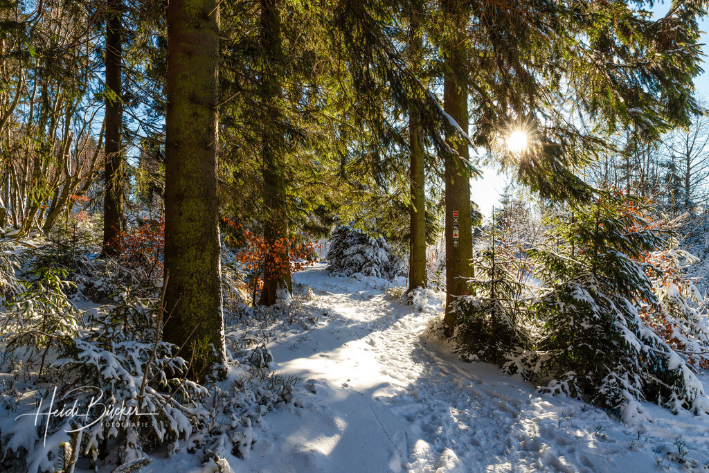 Rothaarsteig auf der Niedersfelder Hochheide | Rothaarsteig auf der Niedersfelder Hochheide in Richtung Langenberg zwischen Willingen und Winterberg - Realisiert mit Pictrs.com