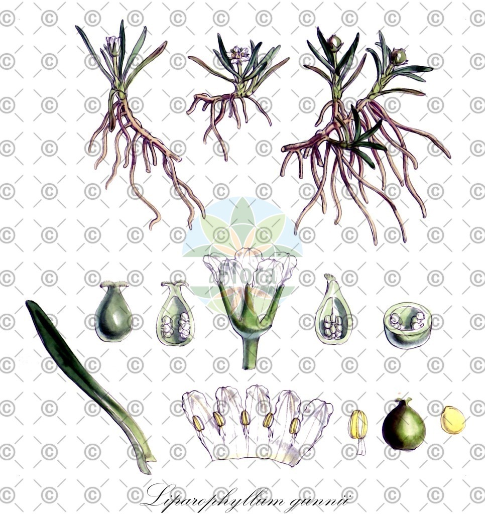 HistAbb_wfo-0000114458_1_ENZY_Simple | Historische Abbildung von Liparophyllum gunnii - Menyanthaceae | Historical Illustration of Liparophyllum gunnii - Menyanthaceae