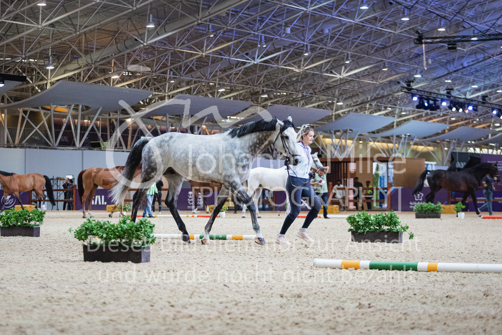 230215_Riyadh_Vet-Check-120 | Deine schönsten Turniermomente als professionelle Fotos! Entdecke hochwertige Pferdesport-Fotografie im Online-Shop. Jetzt Fotos finden & bestellen!