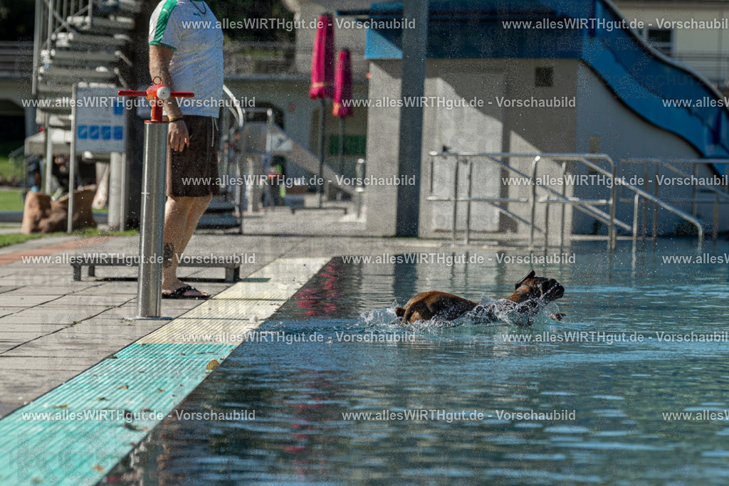 Hundeschwimmen_Volksbad_2026-allesWIRTHgut_Tierfotografie-2609061035-094559-7R509047 | Professionelle Tierfotografie in Mönchengladbach von Daniel Wirth (allesWIRTHgut). Liebevolle & natürliche Bilder von Hunden & Katzen für unvergessliche Erinnerungen.