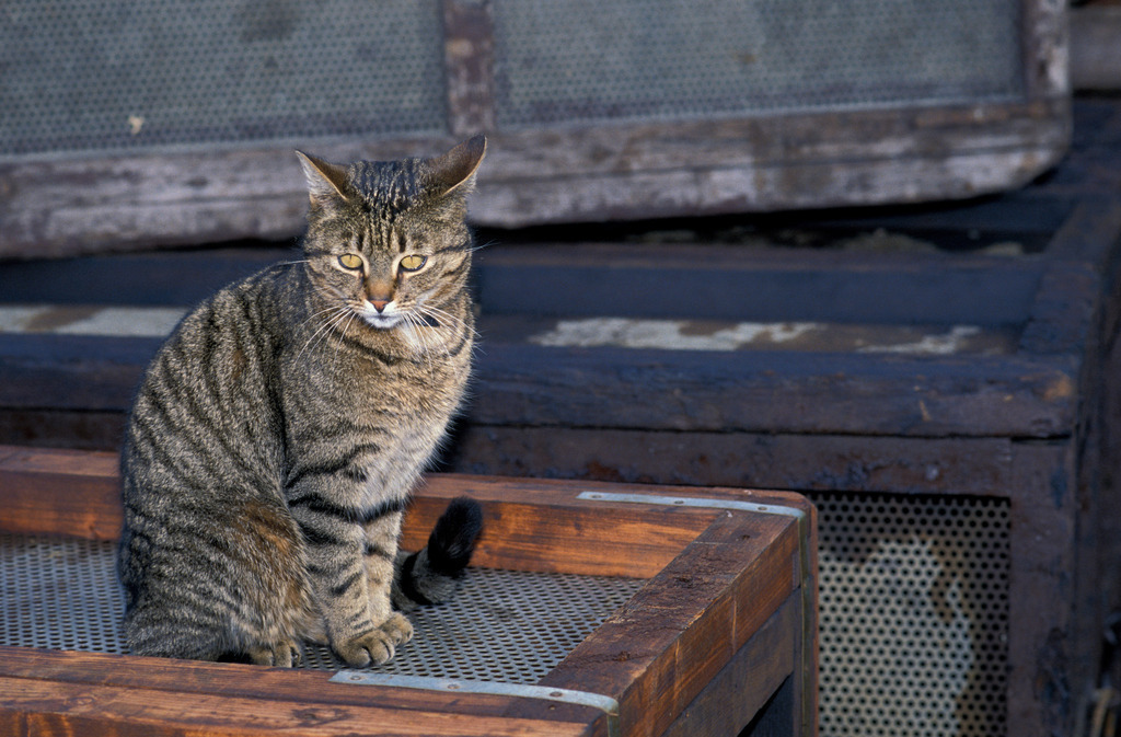 Katze sitzt auf Holzkiste | Volendam, Niederlande - February 18, 2008: Katze sitzt auf Holzkiste. - Realisiert mit Pictrs.com