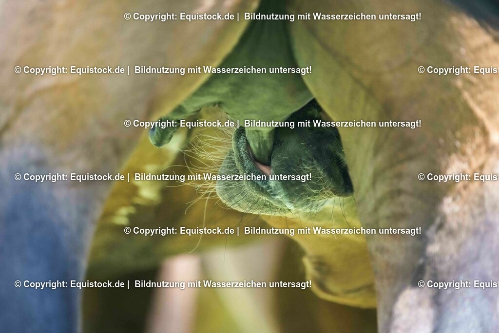 20210617_Fohlen_0277 | Foto: Thomas Hartig