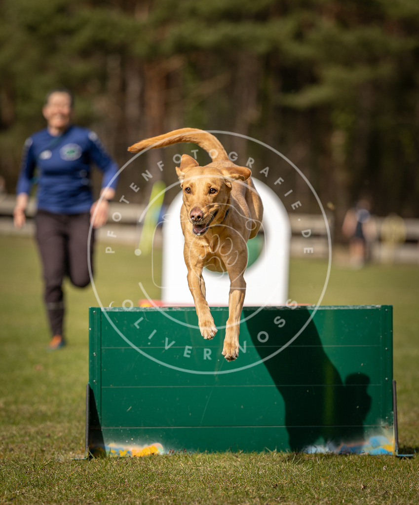 Pfotenfotografie_DV3A0367 | Hundefotografie, Tierfotograf, Pfotenfotografie, Fotoshooting Hund, Hunde Portrait, Hundesport, Hundeportraits, Heideshooting, Hunde, Sportfotograf, Hundefotograf, Turnierhundsport, THS,  - Realisiert mit Pictrs.com