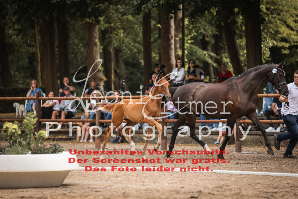 SaFohlen00242 | Leoni Ertmer Photography - Realisiert mit Pictrs.com