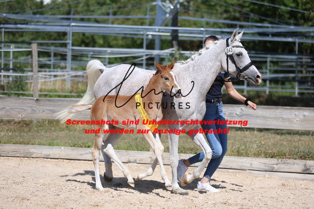 Fohlenschau_Schwäbisch_Hall_Ponys_SIEGERFOHLEN_KN 43_21 | lmwpictures - Realisiert mit Pictrs.com