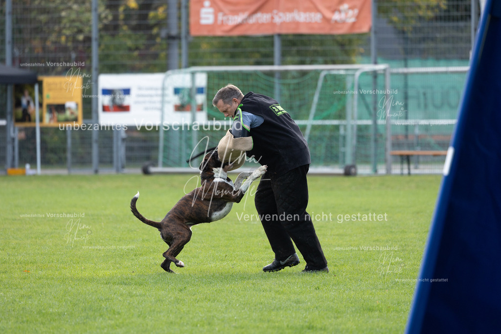 _16A6547 | Einzigartige Fotos von Hunden & Menschen –Actionfotos, Portraits, Vereinsaufnahmen & Paarshootings – authentisch, lebendig & mit Herz.