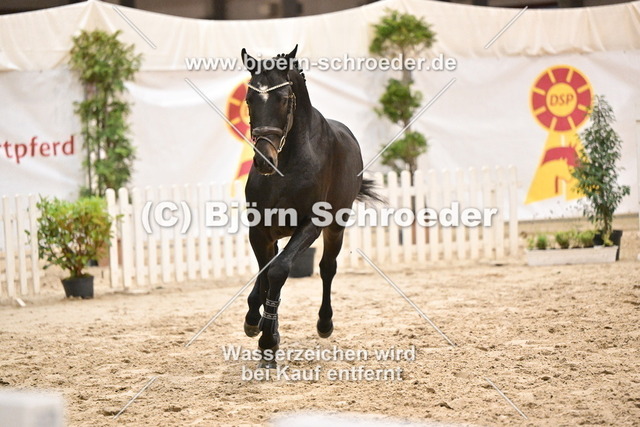 044_Chezarro - Perigueux_960_3752 | Björn Schroeder Pferdefotografie