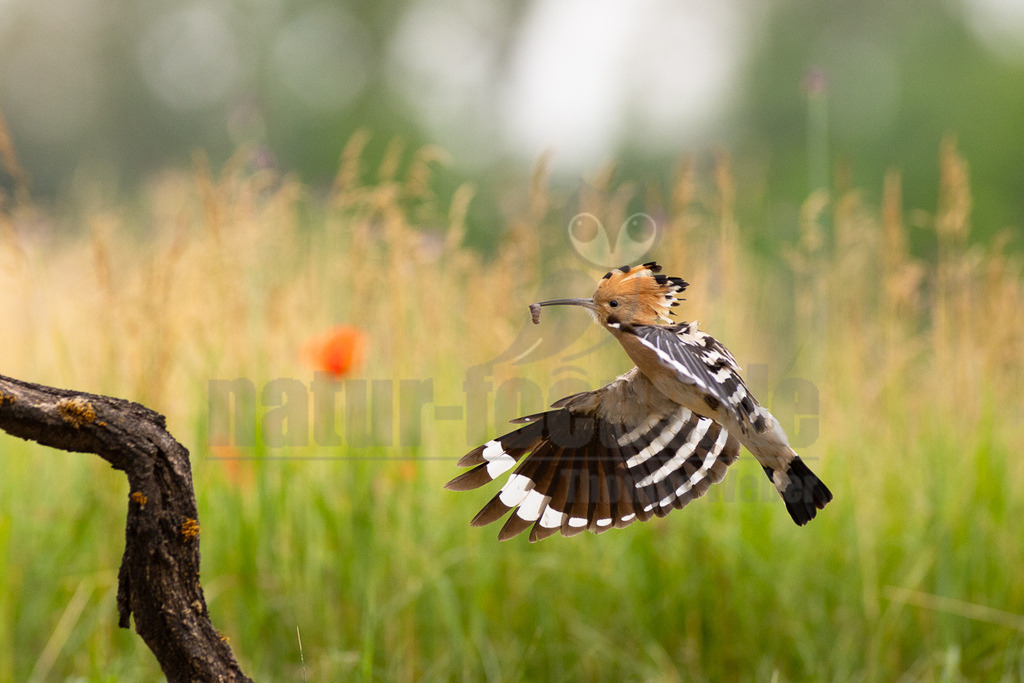 R6NF4353 | Der Bildershop von www.natur-focus.de bietet ihnen den einfachen Kauf von Bildmaterial per Download aus allen Bereichen der Natur. In den Galerien finden sie Landschaftsfotos, Tierbilder und natürlich auf Pflanzenfotos. - Realisiert mit Pictrs.com