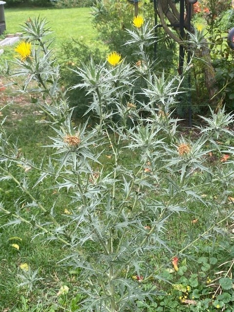 IMG-20230727-WA0000 | Verkauf von Fotos und  Videoclips zumThema Natur.Motive sind Pflanzen, Tiere, Landschaftenund Wetter - Realisiert mit Pictrs.com