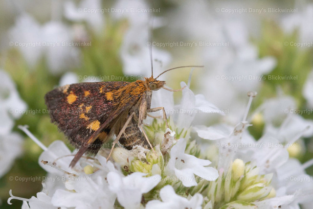 202134 | Tierfotografie, Tierkalender, Tierbilder, Insekten, Spinnen, Vögel, Schmetterling, Libellen, Leinwand, Colorkey, Qualität, Geschenkartikel, Geschenk - Realisiert mit Pictrs.com