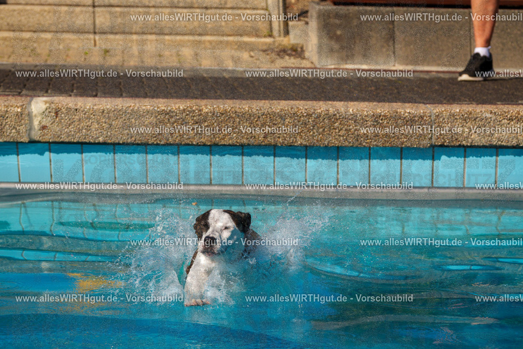 Hundeschwimmen_Grefrath_2026-allesWIRTHgut_Tierfotografie-13_50-FAY00745 | Professionelle Tierfotografie in Mönchengladbach von Daniel Wirth (allesWIRTHgut). Liebevolle & natürliche Bilder von Hunden & Katzen für unvergessliche Erinnerungen.