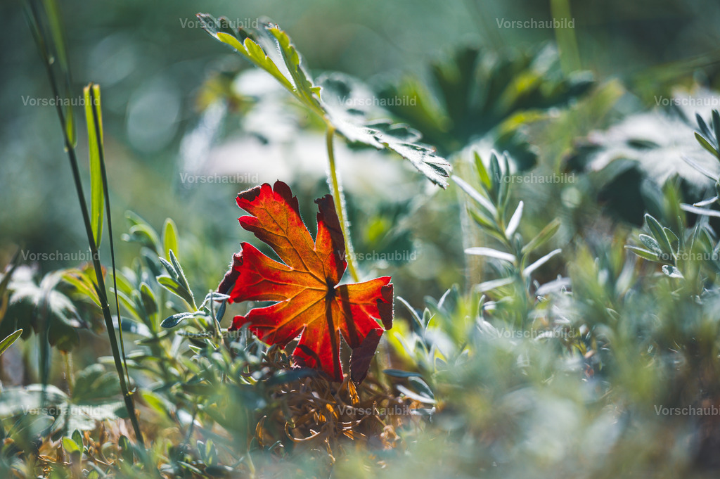 Fotoatelier Christian Hofmeister | Stadtlandschaften, sowie Makro-, Landschafts-, Natur- und Schwarzweißfotos aus der Region Celle &amp; Umgebung