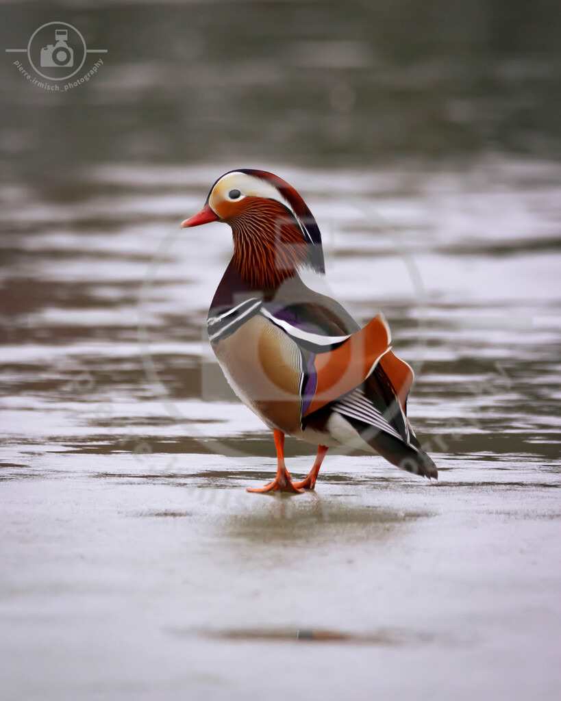 IMG_8744 | pierre-irmisch-photography.de