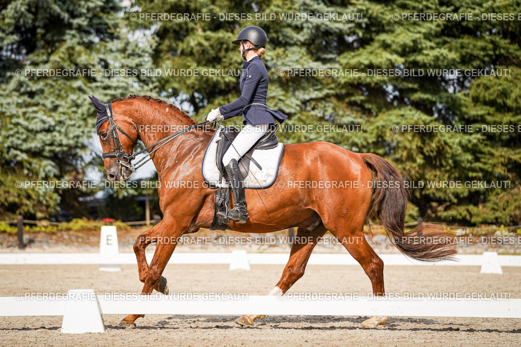 DSC07425 | Pferdegrafie