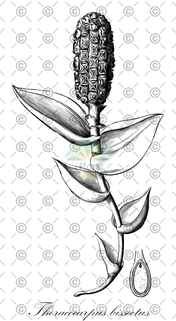 HistAbb_wfo-0000458897_1_ENZY_Simple | Historische Abbildung von Thoracocarpus bissectus - Cyclanthaceae | Historical Illustration of Thoracocarpus bissectus - Cyclanthaceae