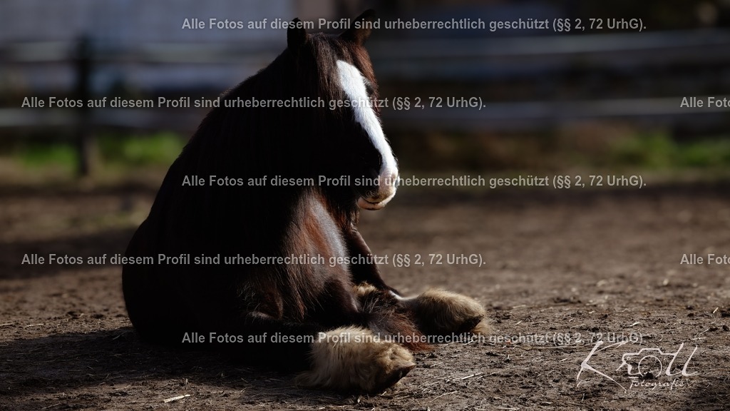 Photo_1740927712994 | krollfotografie - Realisiert mit Pictrs.com
