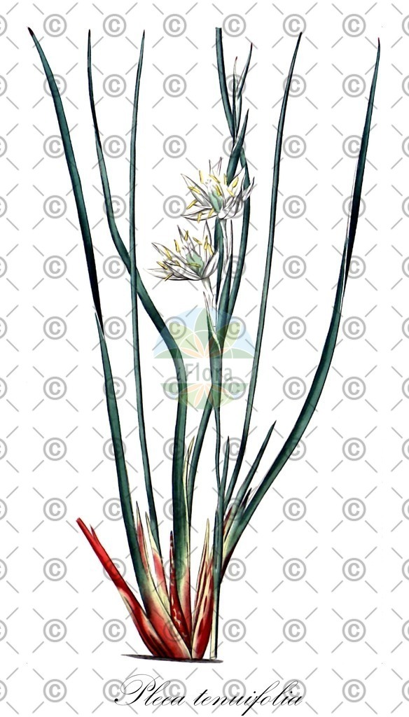 HistAbb_wfo-0000891020_1_SIMPLE | Historische Abbildung von Pleea tenuifolia - Tofieldiaceae | Historical Illustration of Pleea tenuifolia - Tofieldiaceae