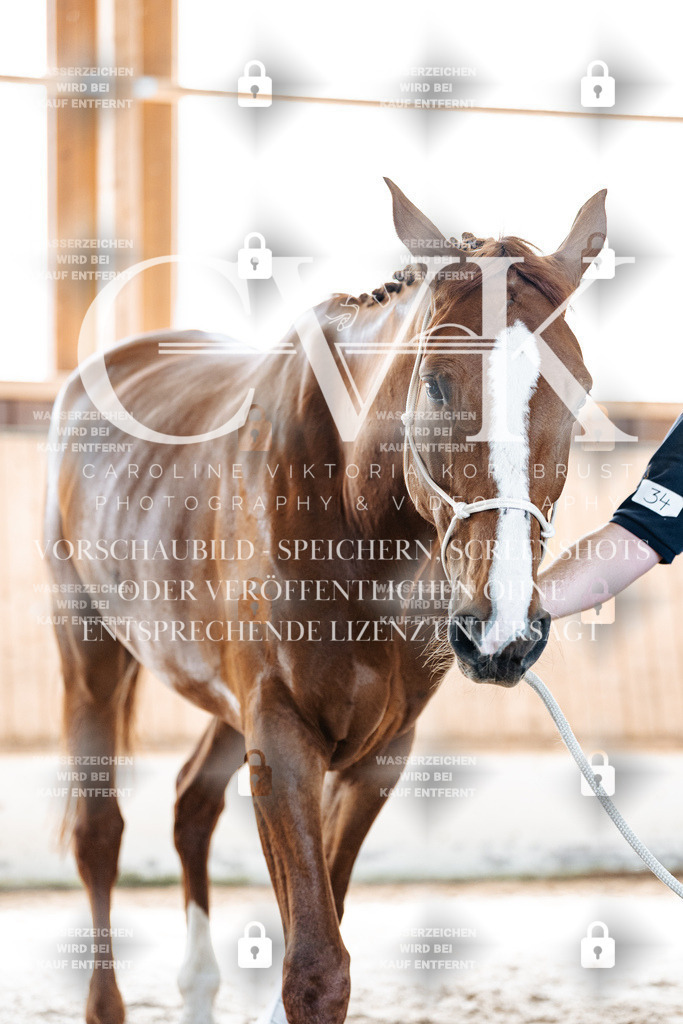 CK906654 | Turnierfotografie Pferdefotografie Trier Rheinland-Pfalz Pferdesport Reitsport Tierfotografie Sportfotografie Pferdevideo Pferdevideografie Equestrianvideography equestrianphotography  - Realisiert mit Pictrs.com