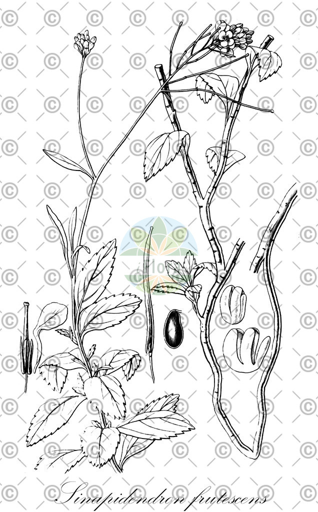 HistAbb_wfo-0000088100_1_ENZY_Simple | Historische Abbildung von Sinapidendron frutescens - Brassicaceae | Historical Illustration of Sinapidendron frutescens - Brassicaceae