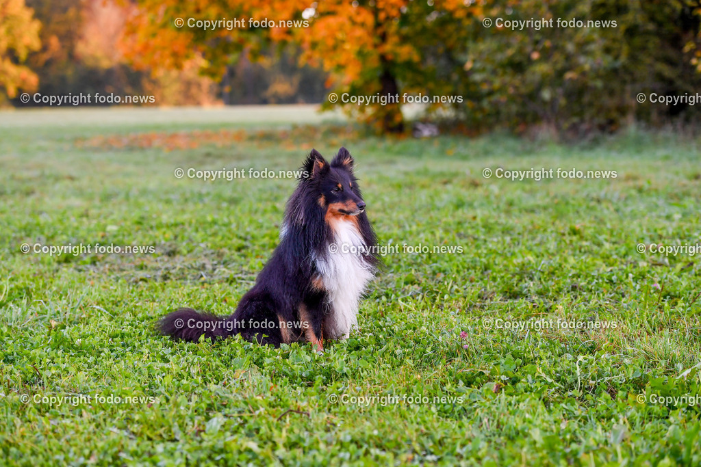 Hunde_ 09.10.2022-5 | 09.10.2022, Linz, AUT, Hund, Hunde, Themenbild, im Bild Hund, Hunde, spazieren, Freilaufzone, Spazierweg, Arrigo und Luigi