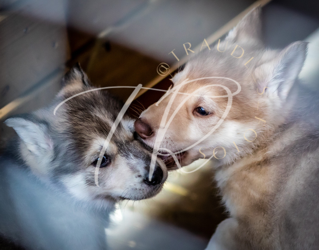 3751EEA0-FD63-4A70-8FEF-4272F714D8FD | traudl_s_fotos