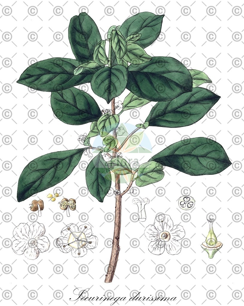 HistAbb_EMP_18178_SRC_Schlechtendal_FLORAD_SIMPLE | Historische Abbildung von Securinega durissima - Phyllanthaceae | Historical Illustration of Securinega durissima - Phyllanthaceae