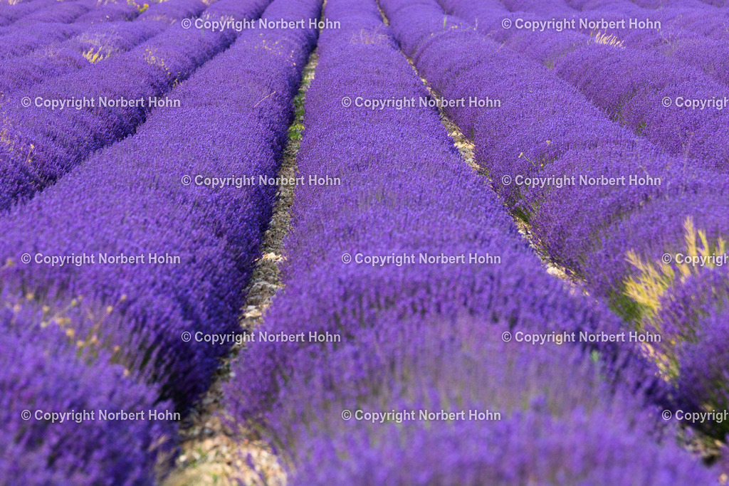 Reisefotografie - Frankreich - Provence | Lavendelfelder bei Ferrassiers in der französischen Provence. - Realisiert mit Pictrs.com