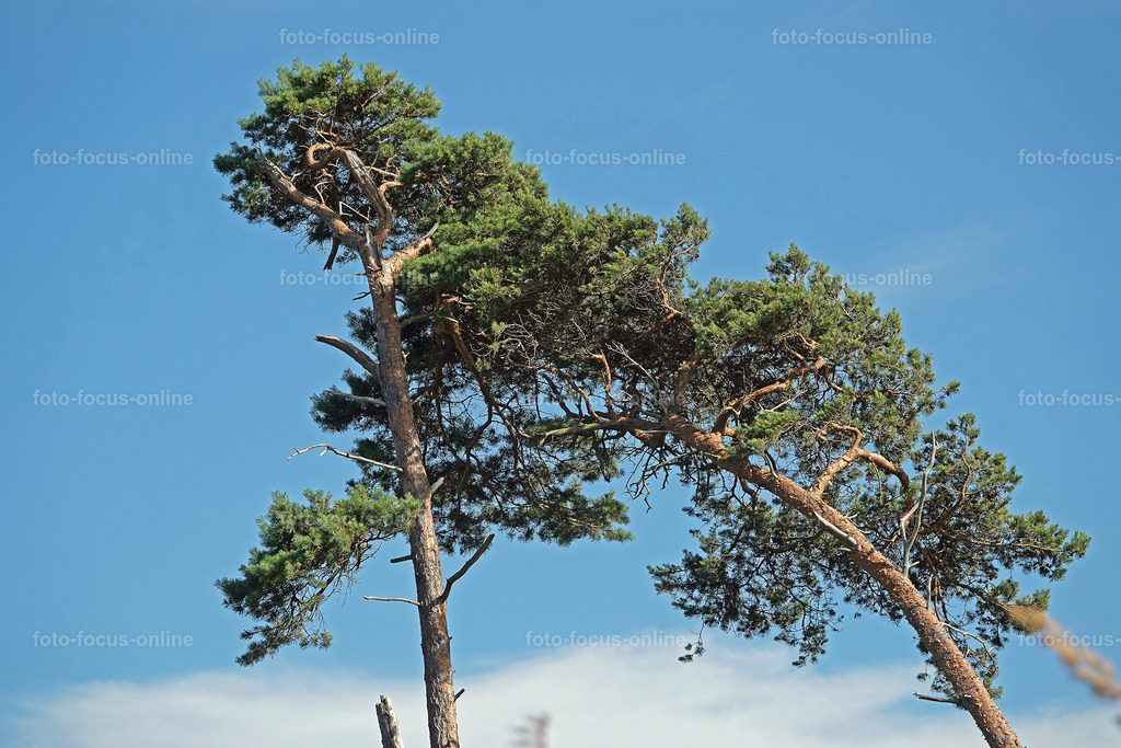 Windswept trees | wind escaper trees in sunny weather