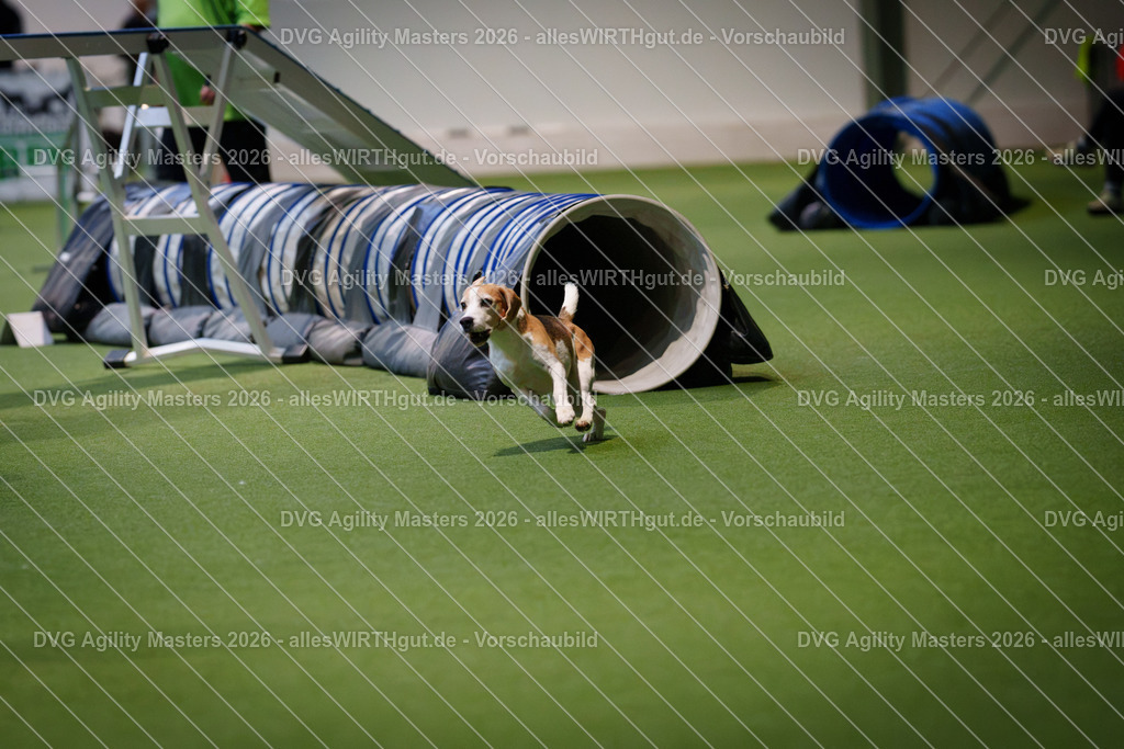 allesWIRTHgut_Tierfotografie-DVG_Agility_Masters_2026-16_47-7R504348 | Professionelle Tierfotografie in Mönchengladbach von Daniel Wirth (allesWIRTHgut). Liebevolle & natürliche Bilder von Hunden & Katzen für unvergessliche Erinnerungen.