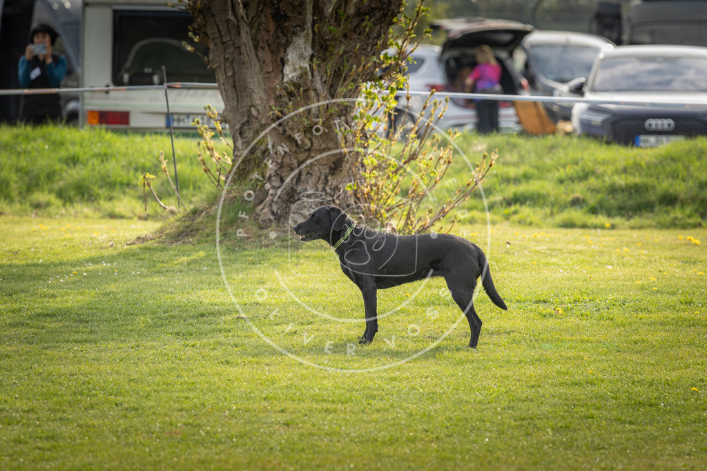 Pfotenfotografie_DV3A4894 | Hundefotografie, Tierfotograf, Pfotenfotografie, Fotoshooting Hund, Hunde Portrait, Hundesport, Hundeportraits, Heideshooting, Hunde, Sportfotograf, Hundefotograf, Turnierhundsport, THS,  - Realisiert mit Pictrs.com