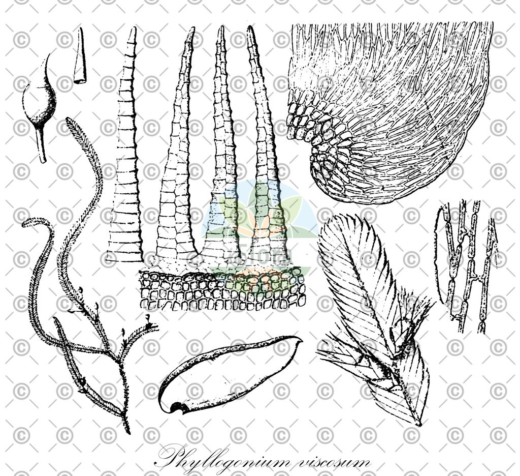 HistAbb_wfo-0000396064_1_ENZY_Simple | Historische Abbildung von Phyllogonium viscosum - Phyllogoniaceae | Historical Illustration of Phyllogonium viscosum - Phyllogoniaceae