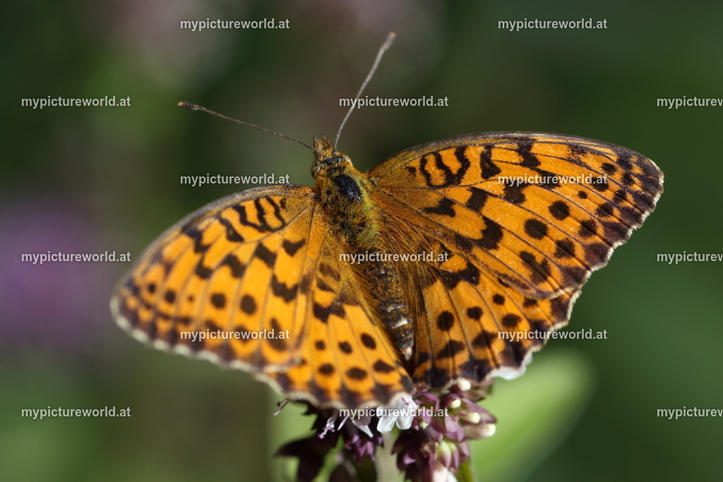 Brenthis daphne-017 | Das Bilderarchiv über Tiere, Planzen und Landschaften. In der Bilddatenbank finden Sie ein große Auswahl an hochwertigen Bilder für Ihre Werbung - Realized with Pictrs.com