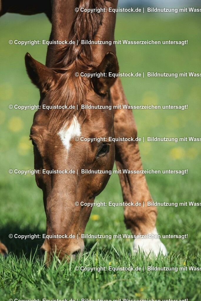 20210426_Pferd-auf-Koppel_0103 | equistock