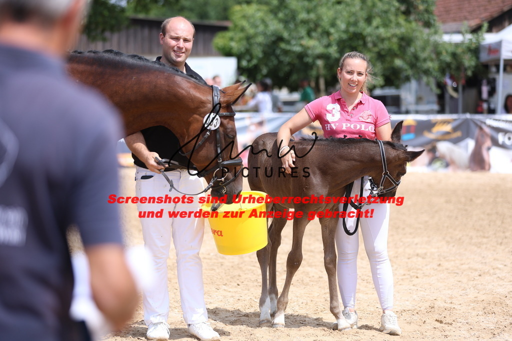 Fohlenschau_Schwäbisch_Hall_dressurbetonte_Fohlen_RESERVE SIEGER_KN 15_13 | lmwpictures - Realisiert mit Pictrs.com
