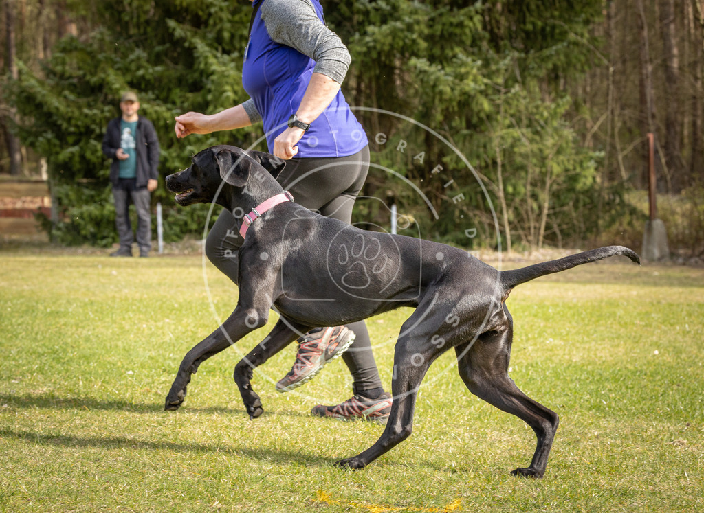 Pfotenfotografie_DV3A6509 | Hundefotografie, Tierfotograf, Pfotenfotografie, Fotoshooting Hund, Hunde Portrait, Hundesport, Hundeportraits, Heideshooting, Hunde, Sportfotograf, Hundefotograf, Turnierhundsport, THS,  - Realisiert mit Pictrs.com