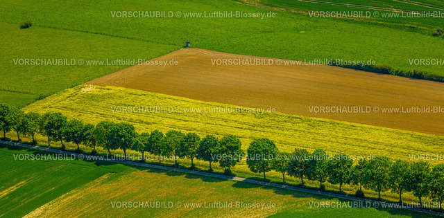 Brakel240504815Erkeln | Luftbild, Wiesen und Rapsfelder, Baumallee an einer Straße und einem Rapdfeld, nahe der Bundesstraße B64, Formen und Farben, Brakel, Ostwestfalen, Nordrhein-Westfalen, Deutschland