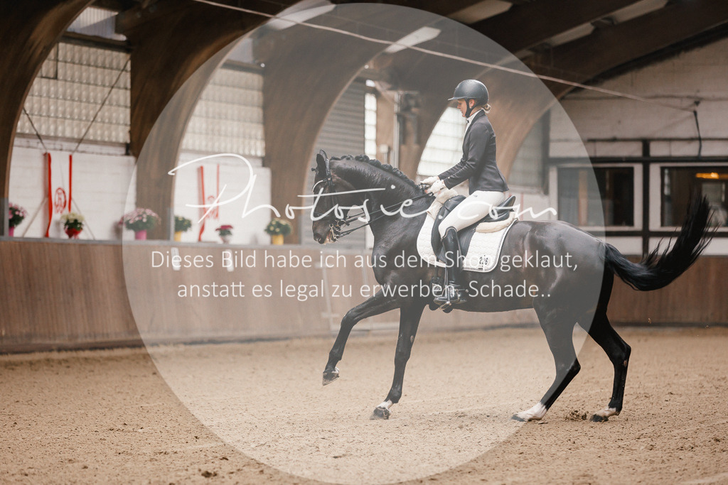 3I6A8156 | Stimmungsvolle Portraits und Reitsportfotografie im Ruhrgebiet und im Münsterland.

Pferdefotografie, Hundefotografie, Tierfotografie, Reportagen, Portraits von Tier und Mensch, Turnierfotografie in Bochum, Recklinghausen, Marl, Haltern am See, Dülmen.. - Realisiert mit Pictrs.com