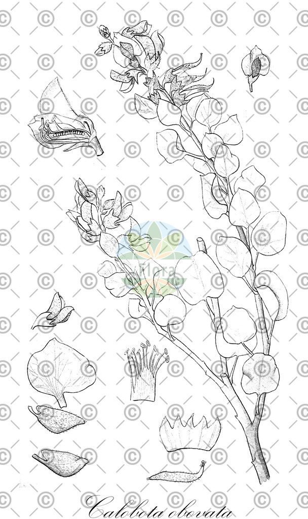 HistAbb_wfo-0000002497_1_ENZY_Simple | Historische Abbildung von Calobota obovata - Fabaceae | Historical Illustration of Calobota obovata - Fabaceae