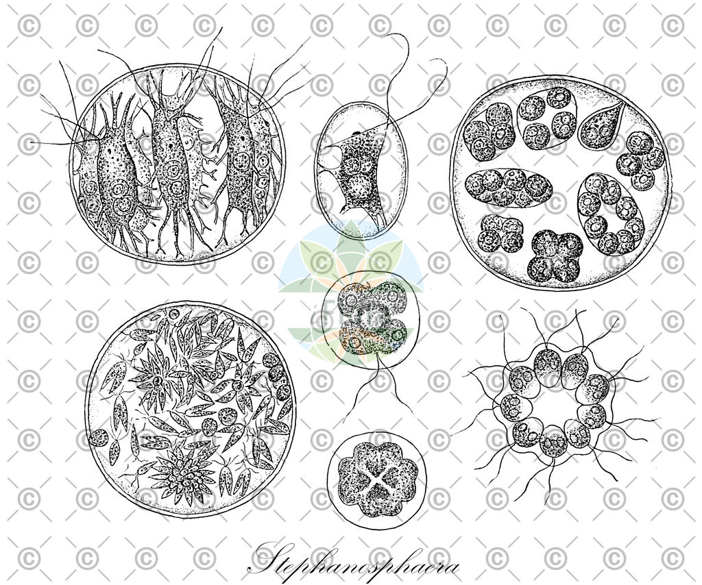 HistAbb_wfo-0000431131_1_ENZY_Simple | Historische Abbildung von Stephanosphaera - Haematococcaceae (0) | Historical Illustration of Stephanosphaera - Haematococcaceae (0)