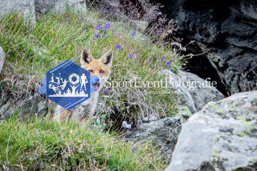 IMAG1097 | SportEventFotografie - Roman Stoiber