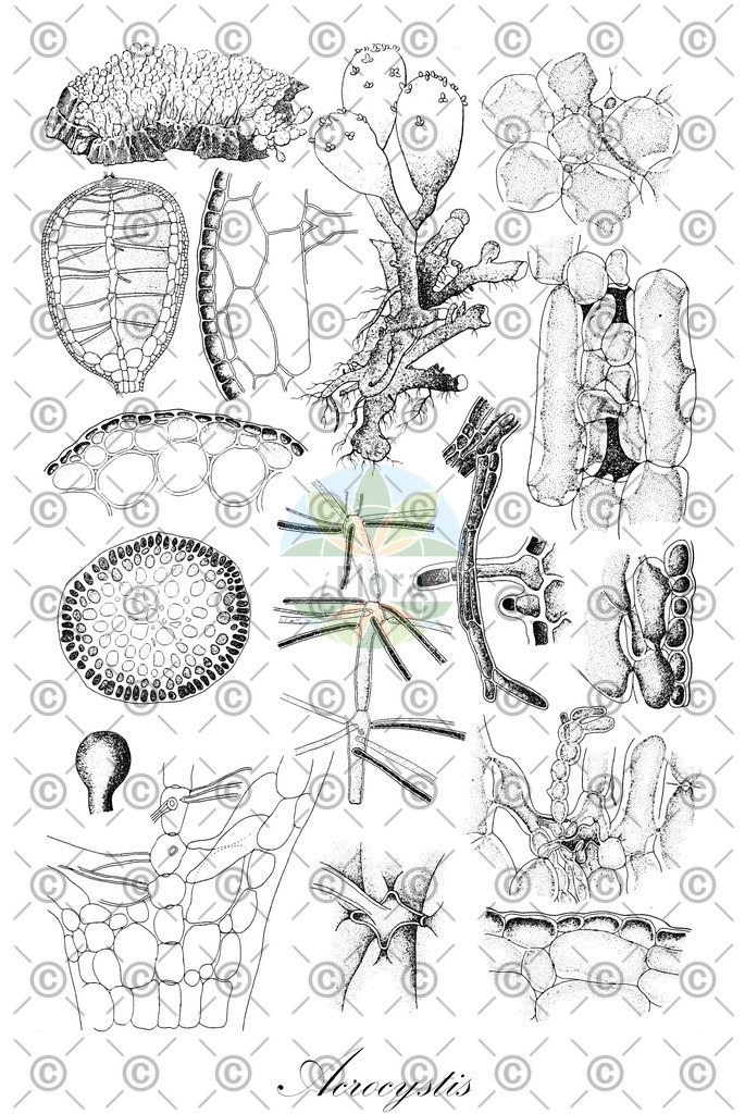 HistAbb_NDL_1_ENZY_Simple | Historische Abbildung von Acrocystis - Rhodomelaceae (0) | Historical Illustration of Acrocystis - Rhodomelaceae (0)