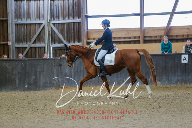 IMG_0266 | Turniersportfotografie; Pferdefotografie; Dressurfotografie