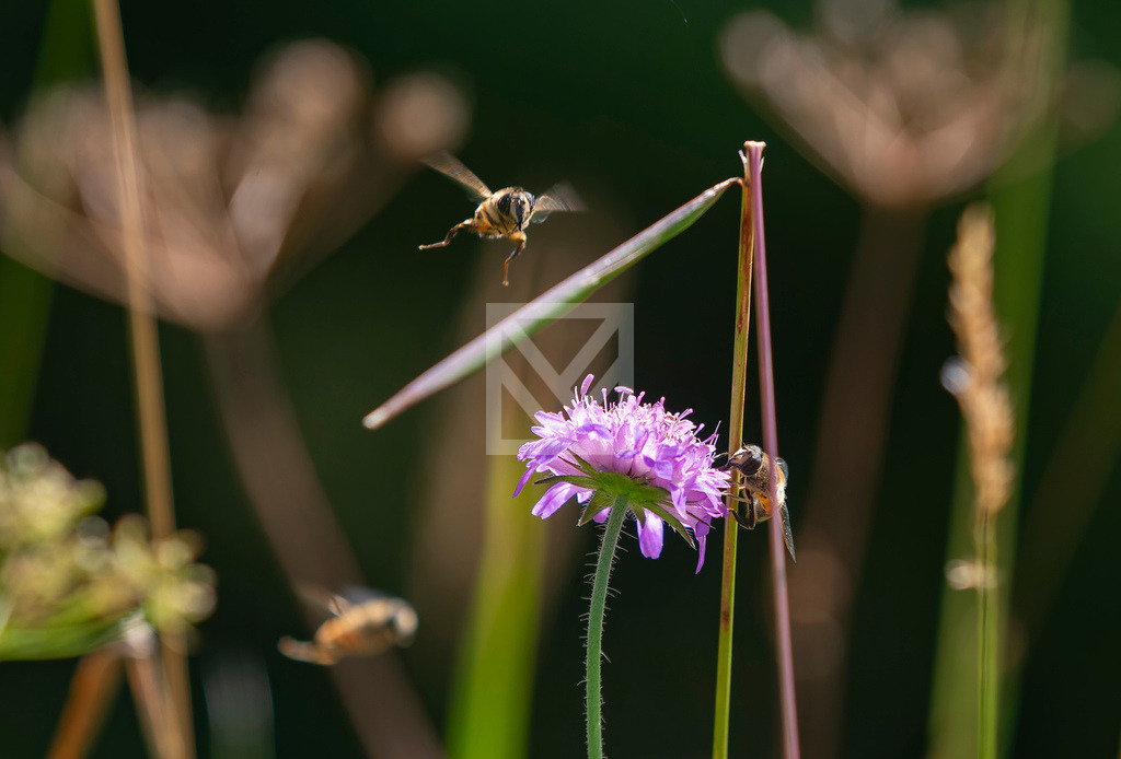 Anflug auf Blüte | Die Online-Fotodatenbank von Marcel Mücke. Bilder für private oder kommerzielle Zwecke kaufen oder als Druck bestellen. - Realisiert mit Pictrs.com