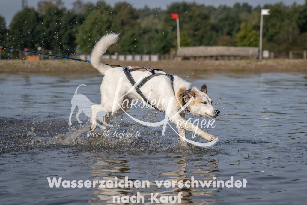 1028_ZZ93615 | kk-dogfotos